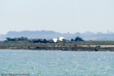 Silberreiher (3 von 3).jpg